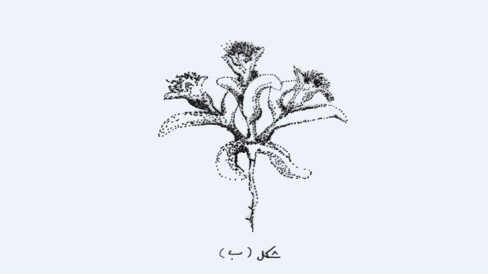 تونل... ببخشید، منظورم خندق بود!