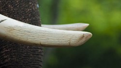 اگر شکارچیان طبیعی حیوانات را می‌کشند، چرا ما چنین نکنیم؟