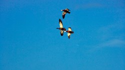 آیا برای مهاجرت آماده‌ایـد؟