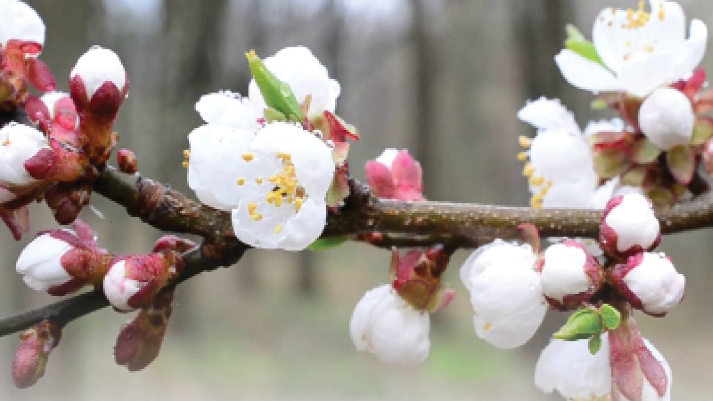 شکوفه و شادی