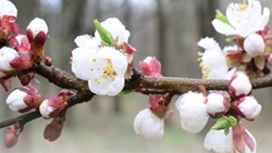 شکوفه و شادی