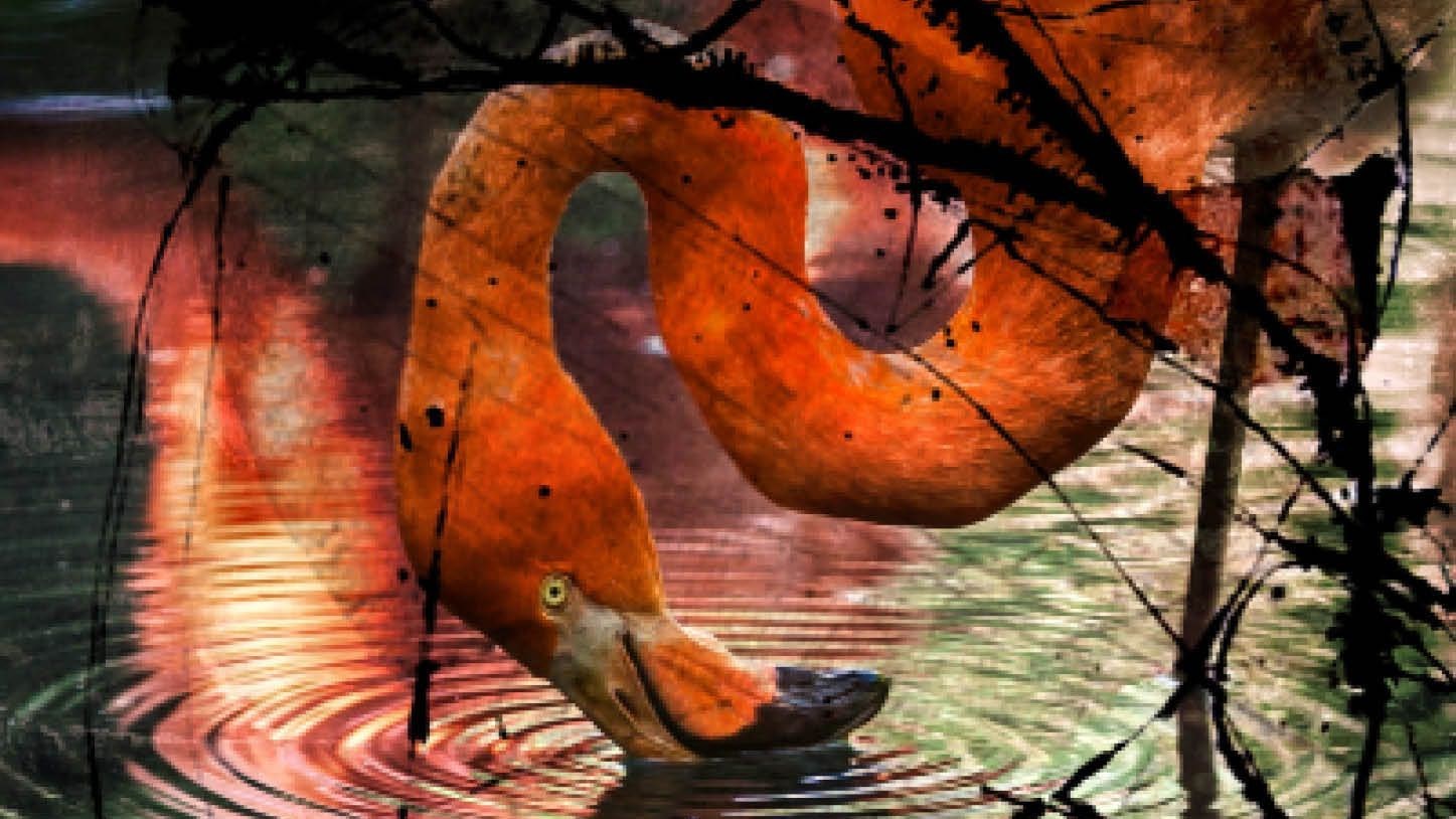 سوپ فلامینگو