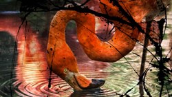 سوپ فلامینگو