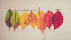 زیباییِ چیزهای معمولی