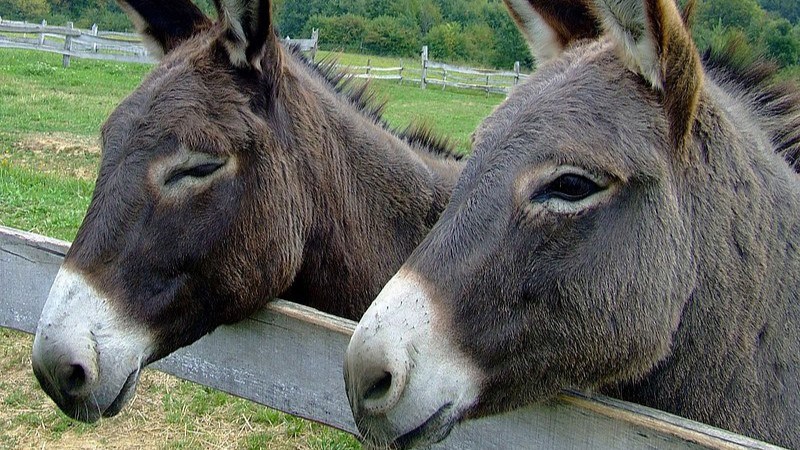 روز جهانی دراز گوش!