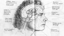 عقل صرفاً بردۀ احساسات است