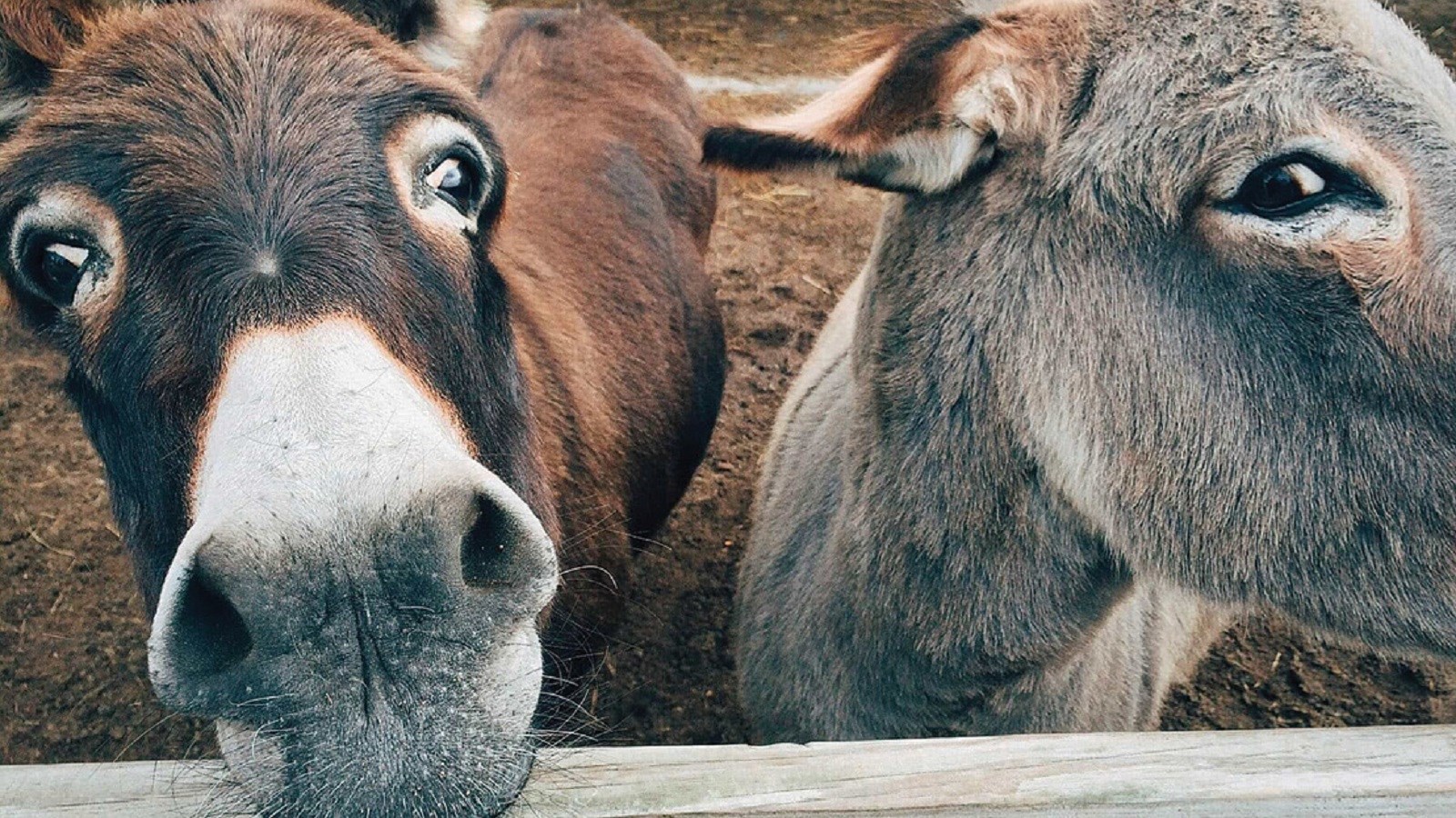 چرا این‌قدر راحت خام شارلاتان‌ها می‌شویم؟