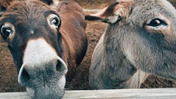 چرا این‌قدر راحت خام شارلاتان‌ها می‌شویم؟