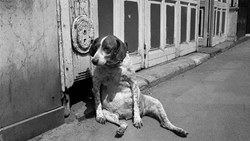 رسیدن به خوشبختی به‌ سبک استاد بدبینی