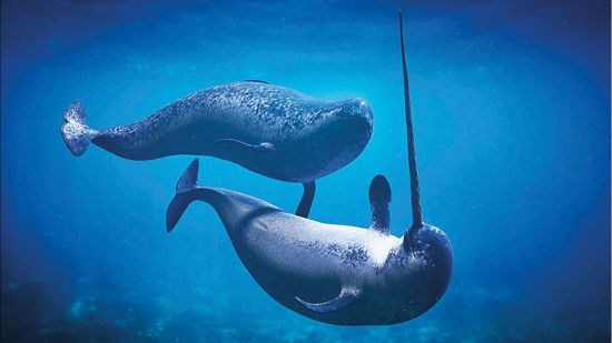 نیچه، نهنگ تک‌شاخ و بارِ گران آگاهی