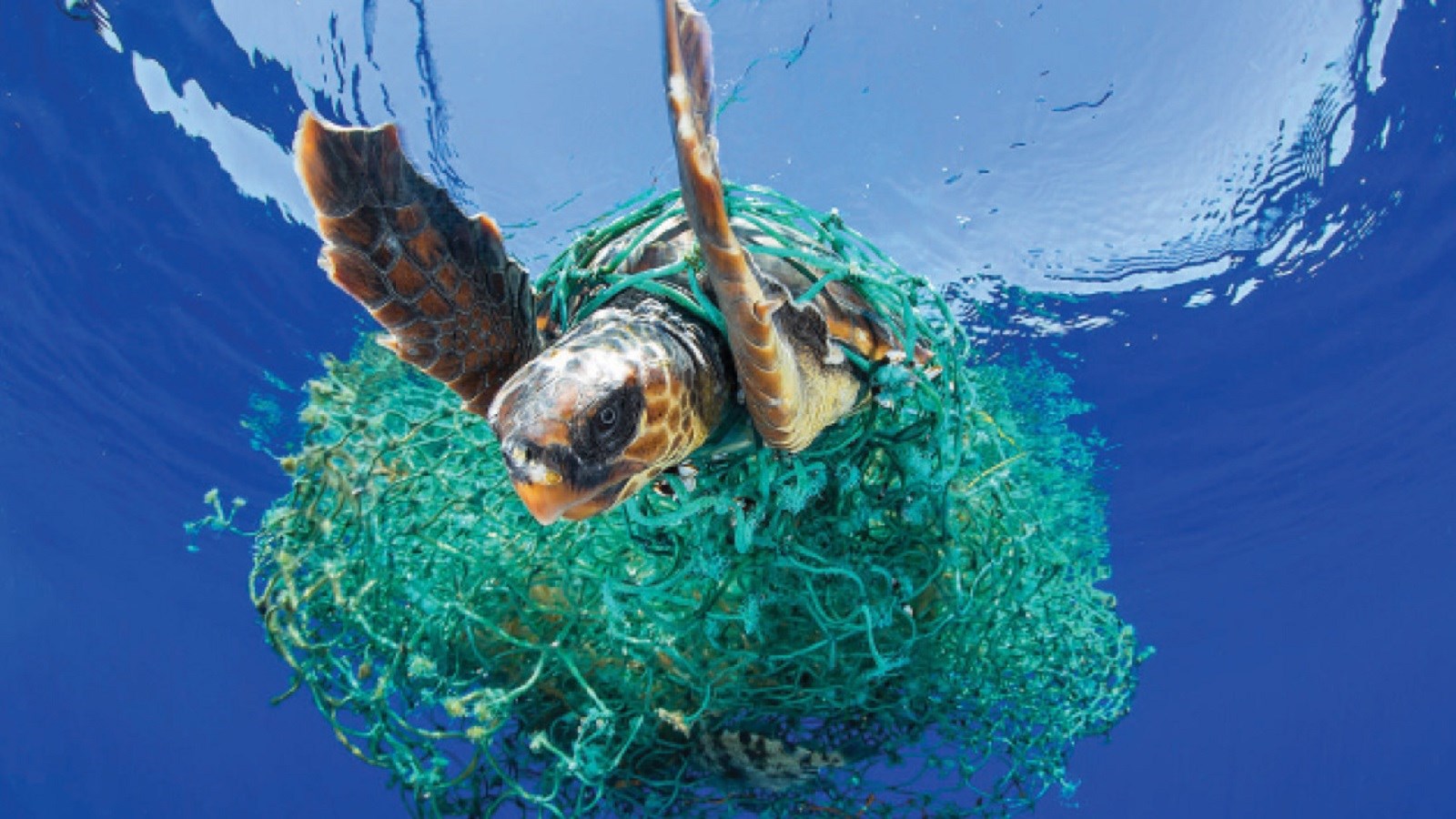 با آشغال جمع‌کردن از توی ساحل، محیط‌‌‌زیست نجات پیدا نمی‌‌‌کند