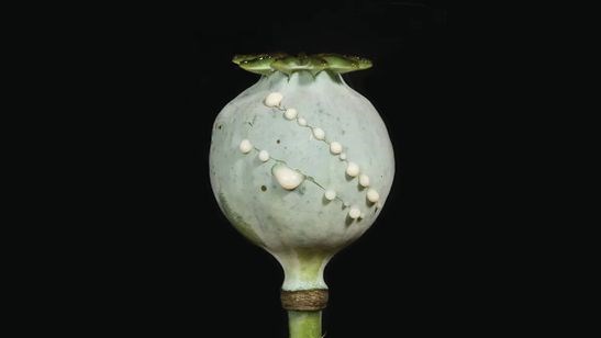 ظهور و سقوط امپراتوری‌ها به پای تریاک