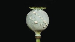 ظهور و سقوط امپراتوری‌ها به پای تریاک