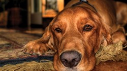 چرا نگهداری از حیوانات خانگی اساساً غیراخلاقی است؟