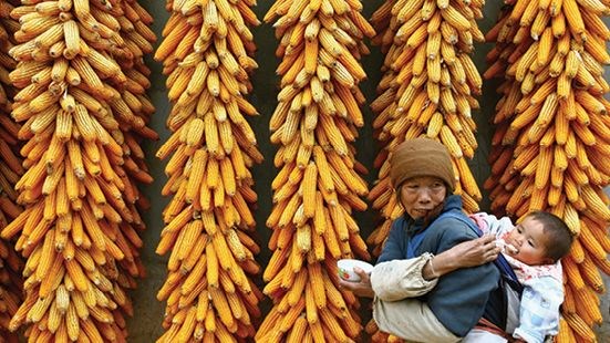 نقش بی‌همتای ذرت در پیشرفت اقتصادی کشورهای آسیایی