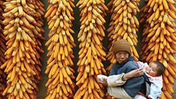 نقش بی‌همتای ذرت در پیشرفت اقتصادی کشورهای آسیایی