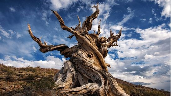 چه می‌شود اگر درختان واقعاً ادراک و آگاهی داشته باشند؟