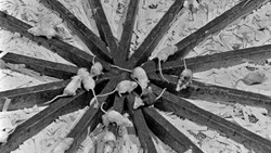 چطور مطالعه‌ای هولناک دربارۀ موش‌ها به ترسی فراگیر از آیندۀ بشریت دامن زد؟