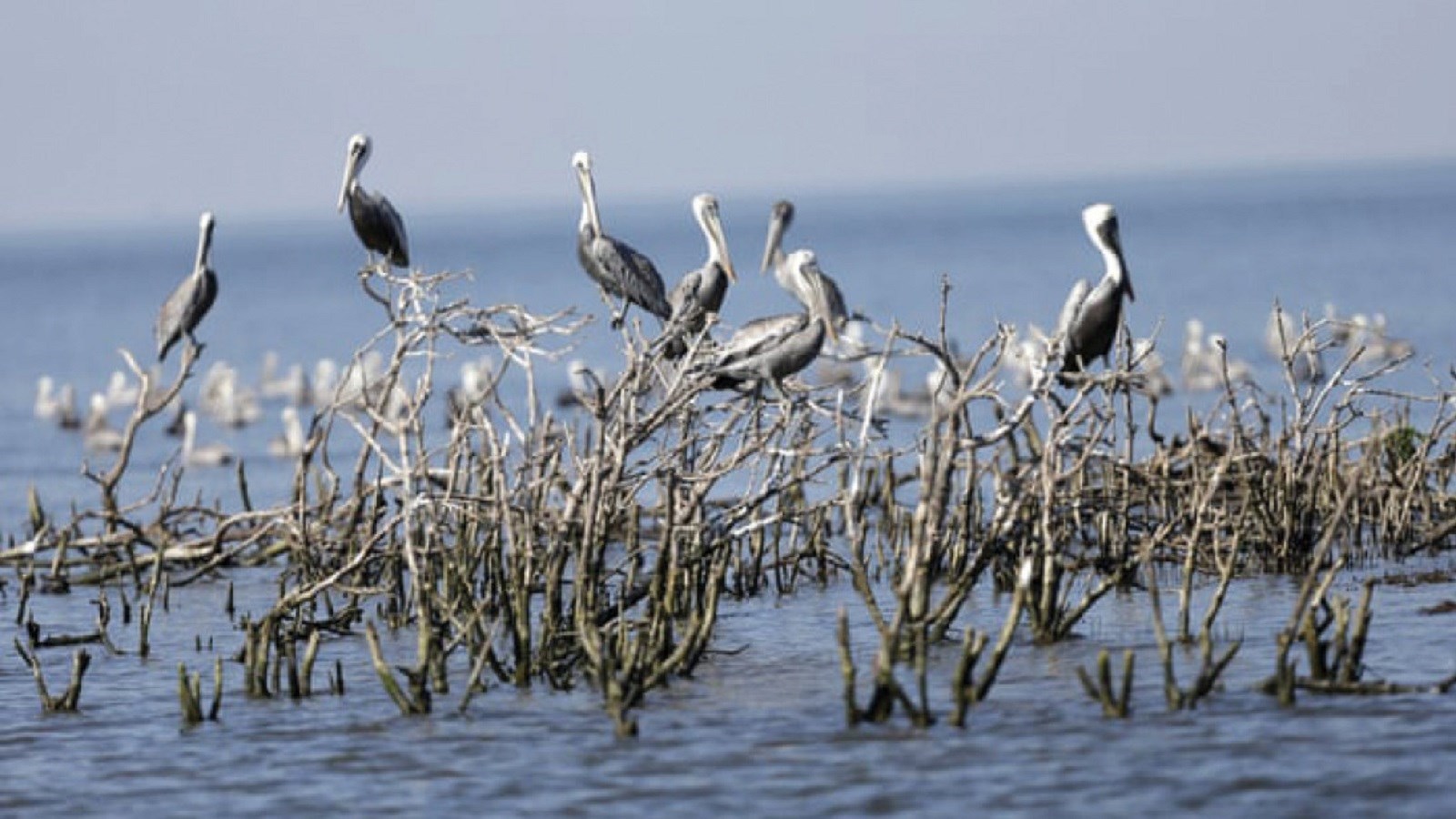 لبخند بزنید و منتظر مرگ باشید: بررسی آخرین کتاب الیزابت کولبرت