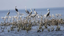 لبخند بزنید و منتظر مرگ باشید: بررسی آخرین کتاب الیزابت کولبرت