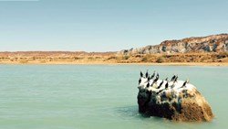 ساحل دوزیست‌های سربه‌زیر و خجالتی