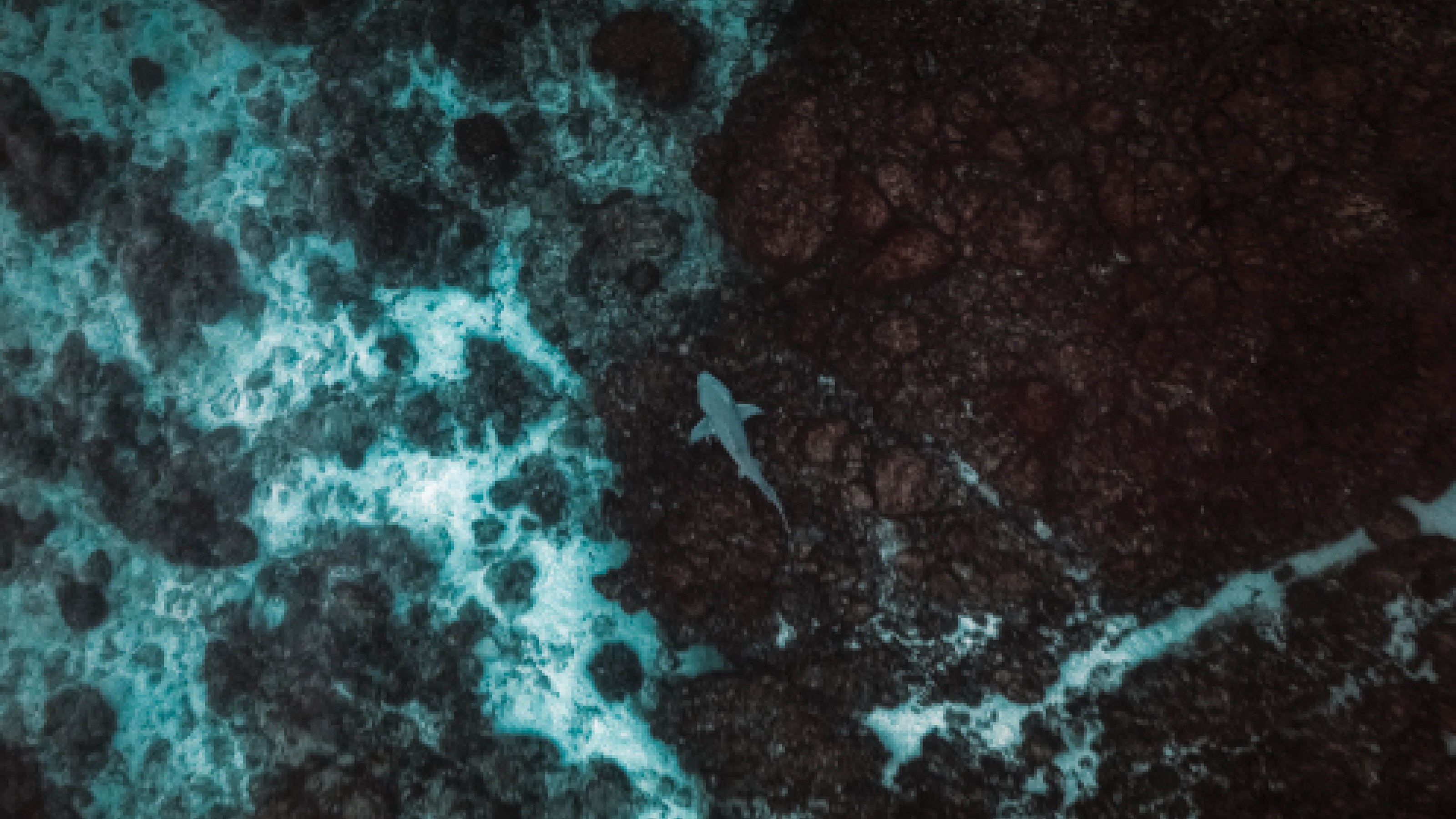 ساندویچ کوسه در ساحل صخره‌ای