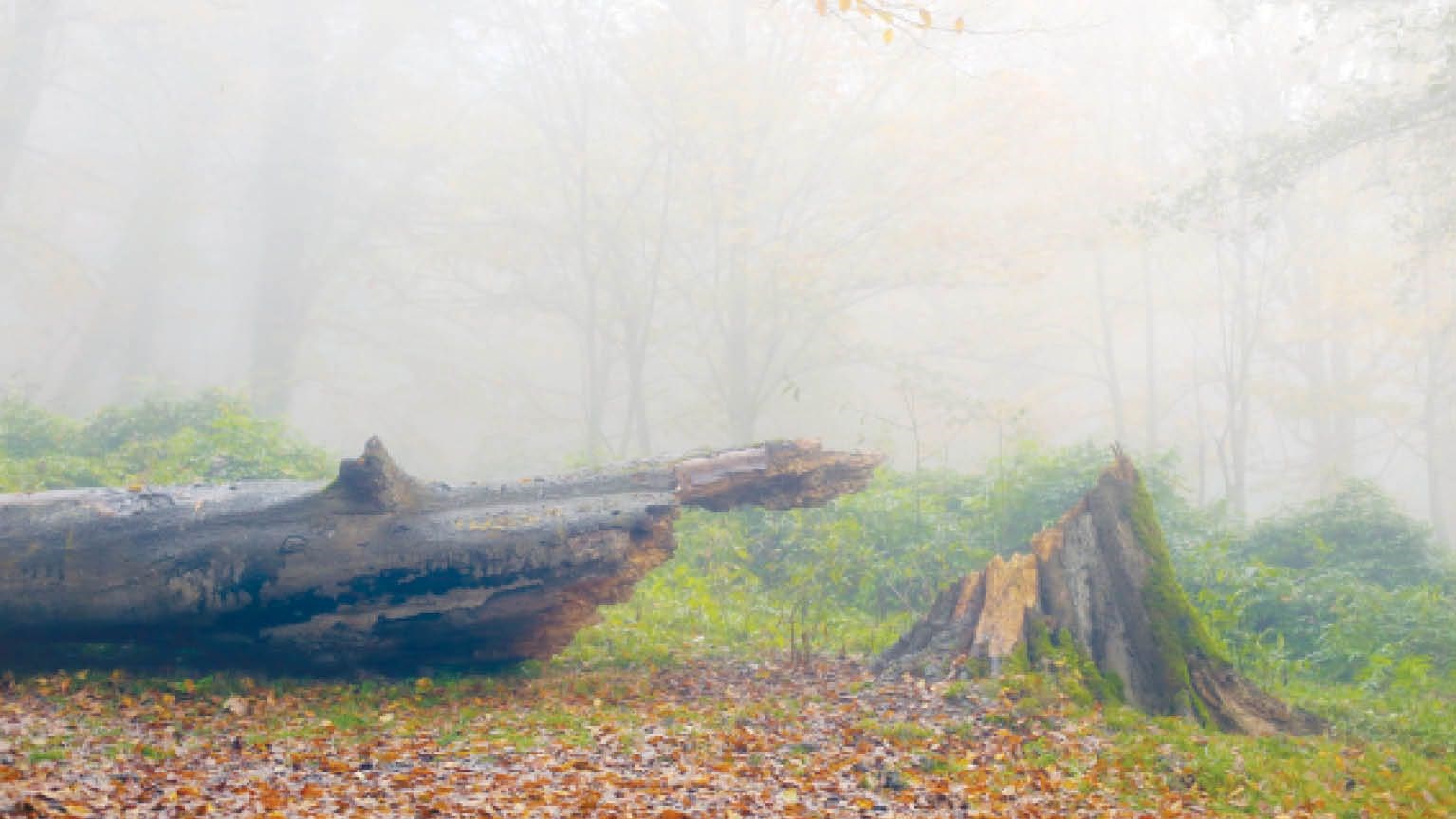 خاکستری که سایهسار ابدی جهان شد