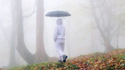 زیر سایه درختان نفرین شده