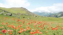 اقلیم هزار‌چهره جنگل‌نوردی