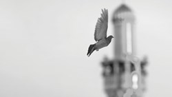 اختلال سوگ در زندگی یک پرنده‌ی کوچک معمولی