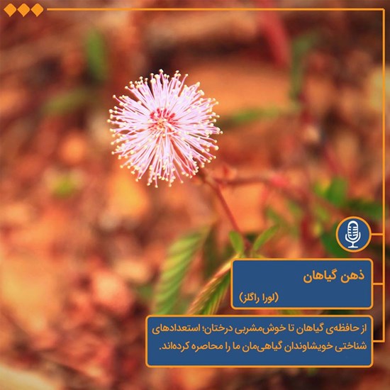 تصویر جلد کتاب صوتی ذهن گیاهان
