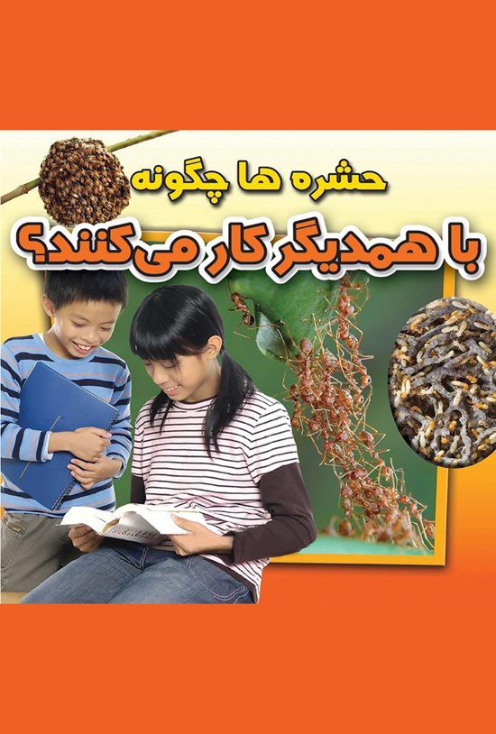 تصویر جلد کتاب حشرهها چگونه با همدیگر کار میکنند؟