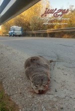 تصویر جلد کتاب فصلنامه موج سبز ـ شماره ۶۱ ـ پاییز و زمستان ۹۸